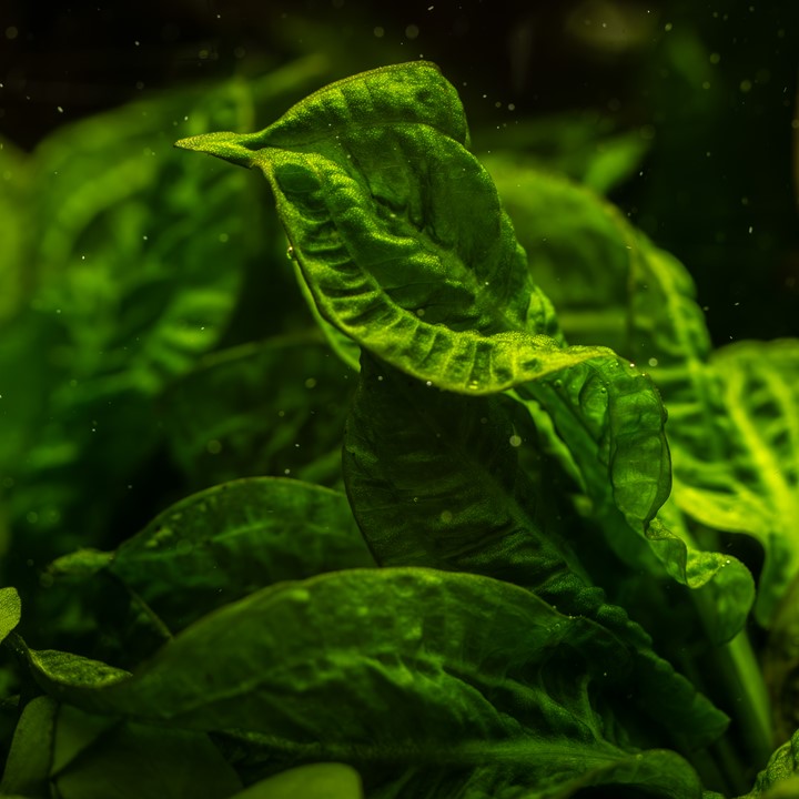 Echinodorus Tropica - Compact Aquarium Plant