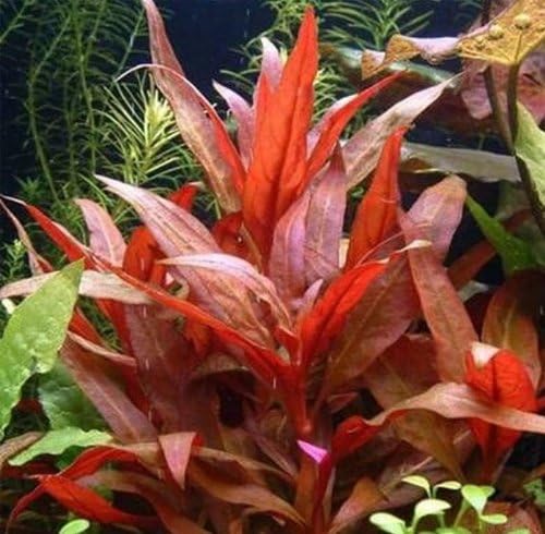 Alternanthera rosaefolia