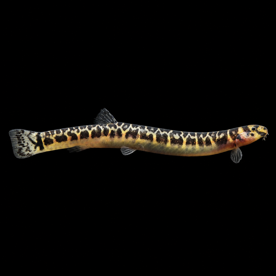 Leopard Kuhli Loach (Pangio shelfordii)