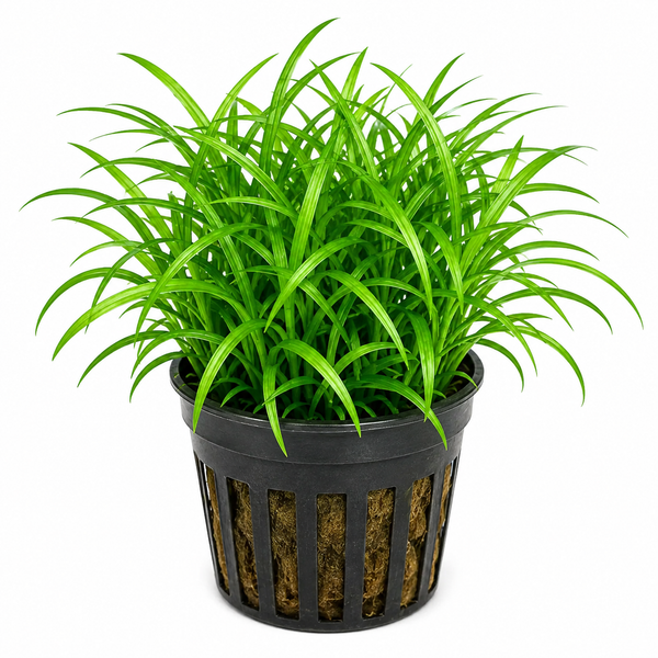 Pygmy Chain Sword (Helanthium tenellum 'Green')