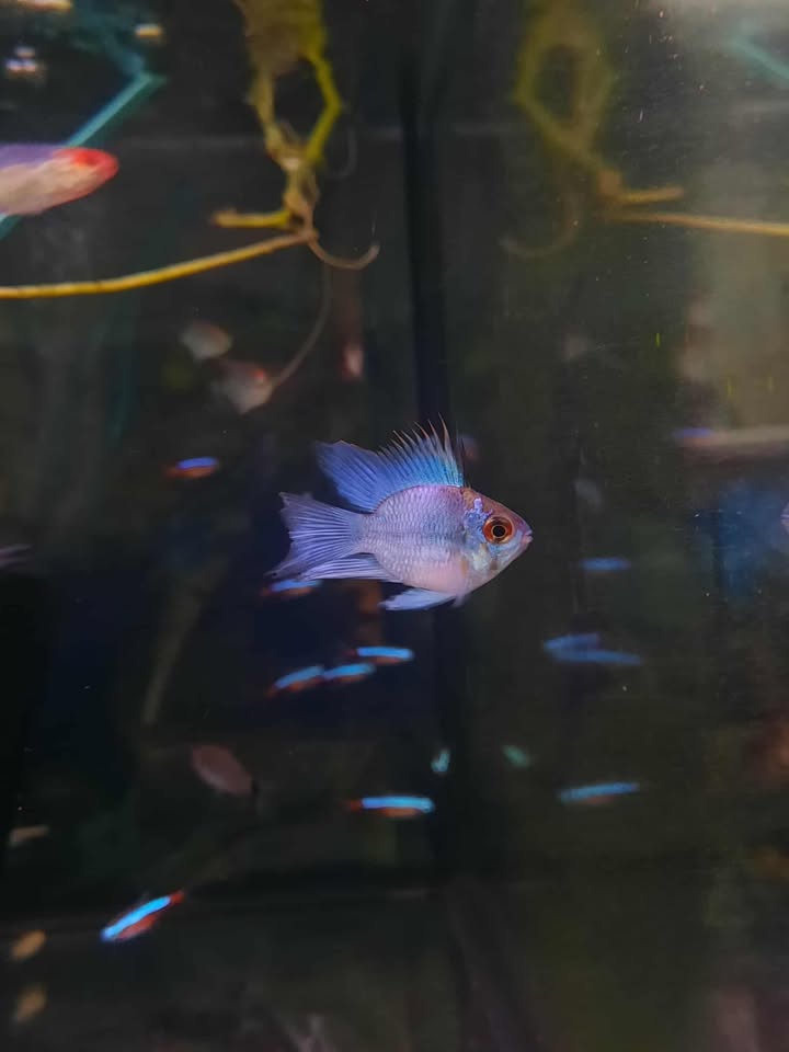 Electric Blue Balloon Ram