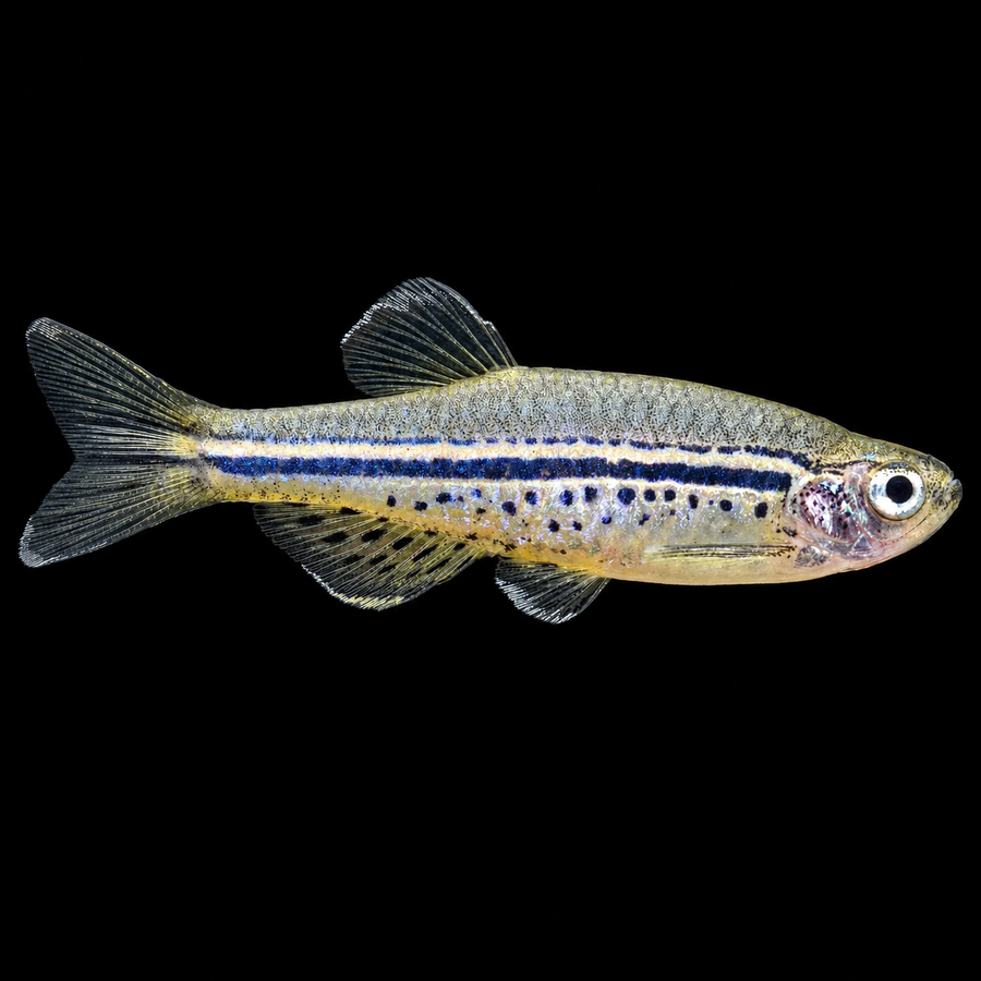 Dwarf Spotted Danio (Danio nigrofasciatus)