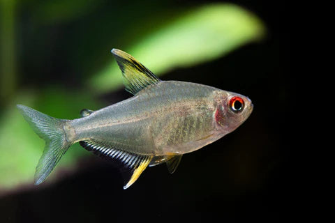 Fish with a red eye on a dark background