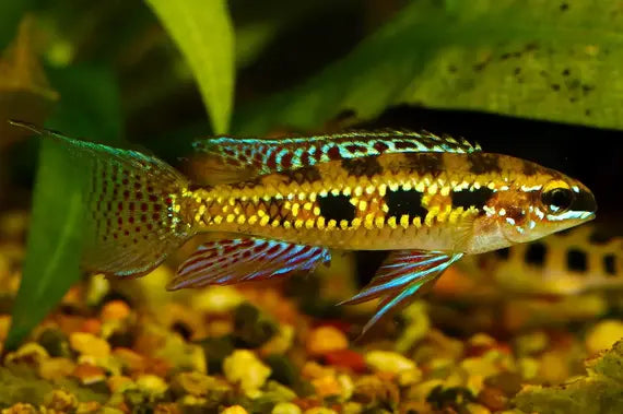 Colorful fish in an aquarium setting with green leaves and gravel.