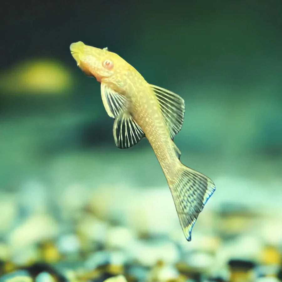 Albino Bristlenose Pleco