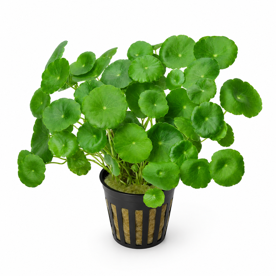 Pennywort (Hydrocotyle)