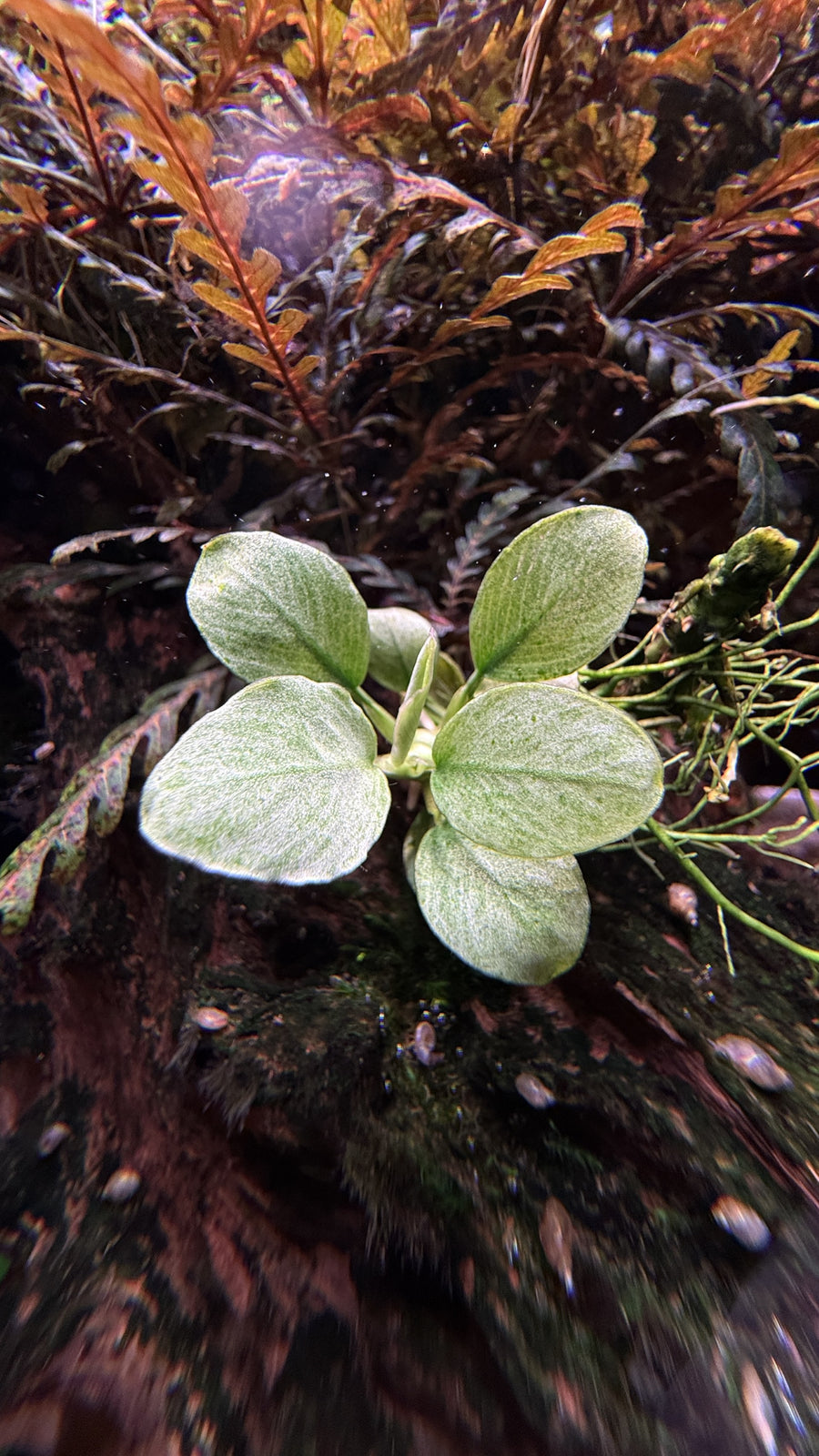 Anubias Jade