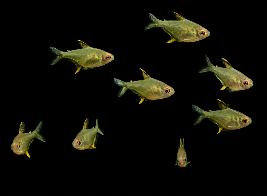 Lemon Tetra