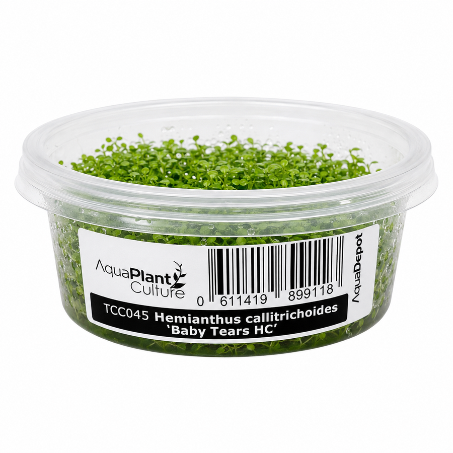 AquaDepot Tissue Culture - Hemianthus callitrichoides 'Baby Tears HC'