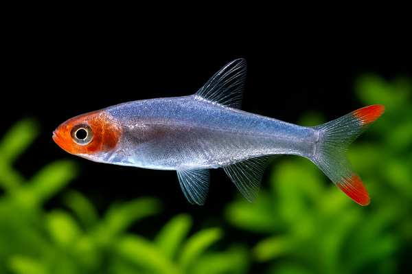 Burmese Rummynose