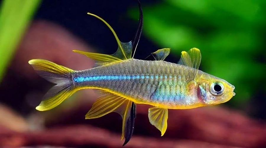 Celebes Rainbowfish
