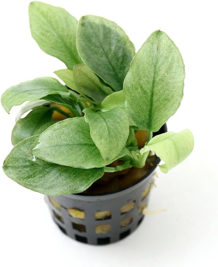 Anubias Jade