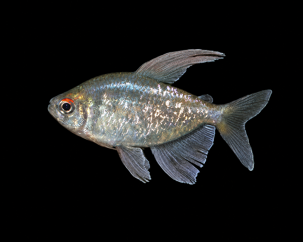 Diamond Tetra