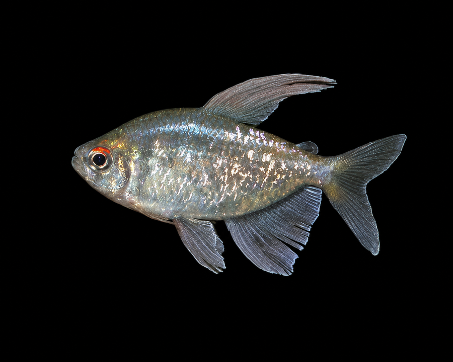 Diamond Tetra