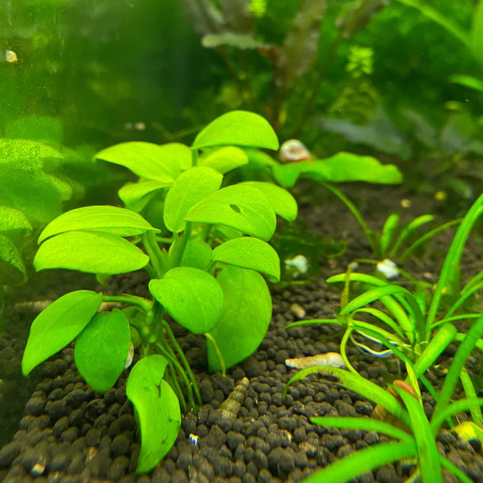 Anubias 'Gold'