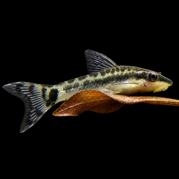 Otocinclus Catfish Algae Eater