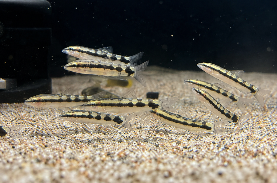 Dwarf Chain Loach