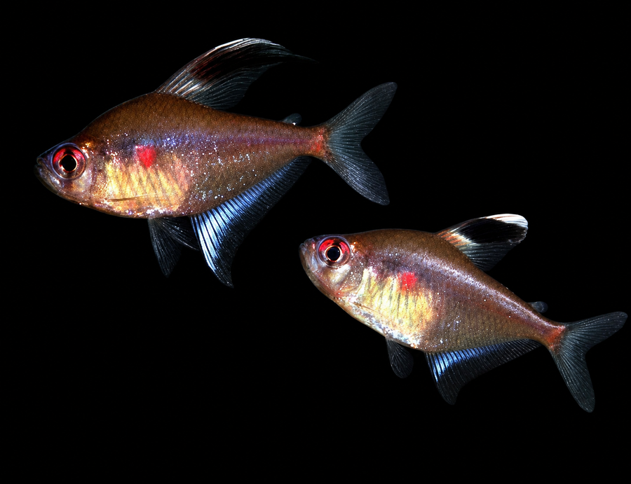 Bleeding Heart Tetra