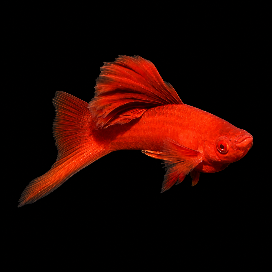 Albino Firecracker Swordtail