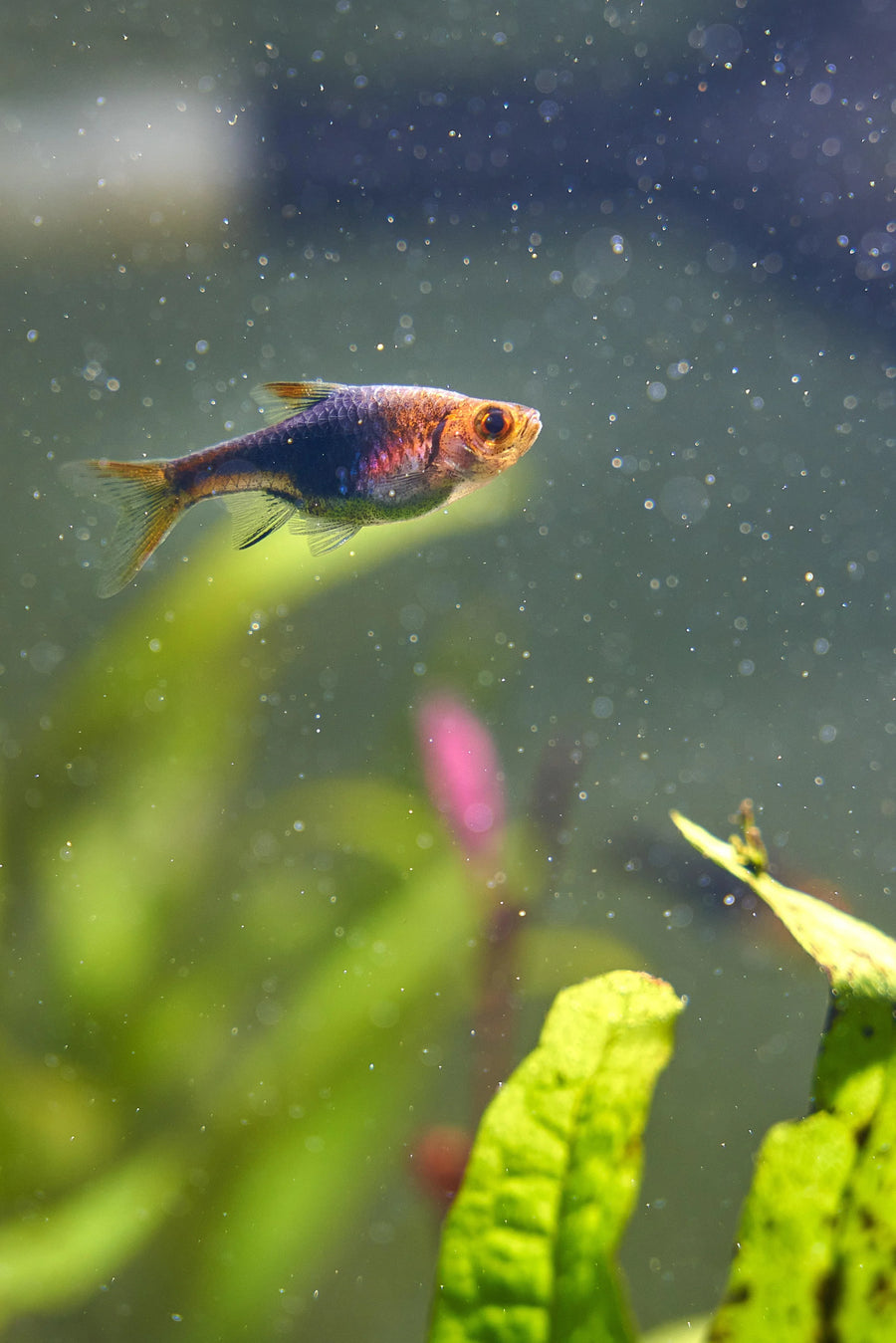 Purple Harlequin Rasbora