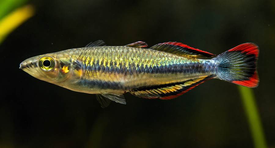 Madagascar Rainbowfish (Local Delivery Only - WA/ Pickup)