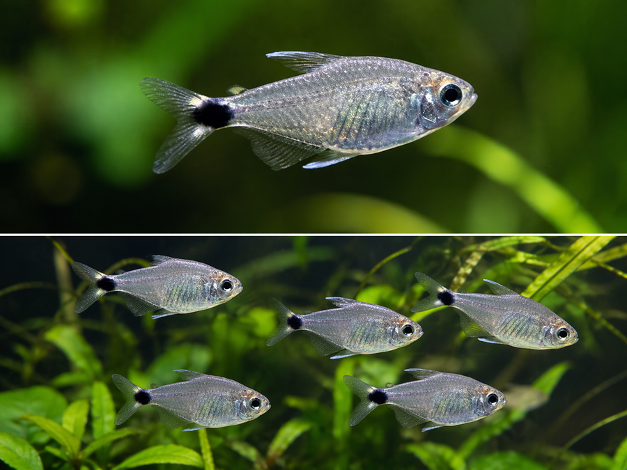 Two images of small fish in an aquarium setting with green plants.