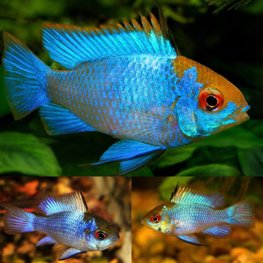 Electric Blue Ram