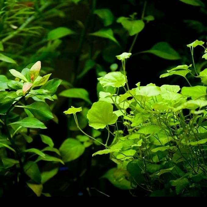 Cardamine lyrata (Japanese Cress)
