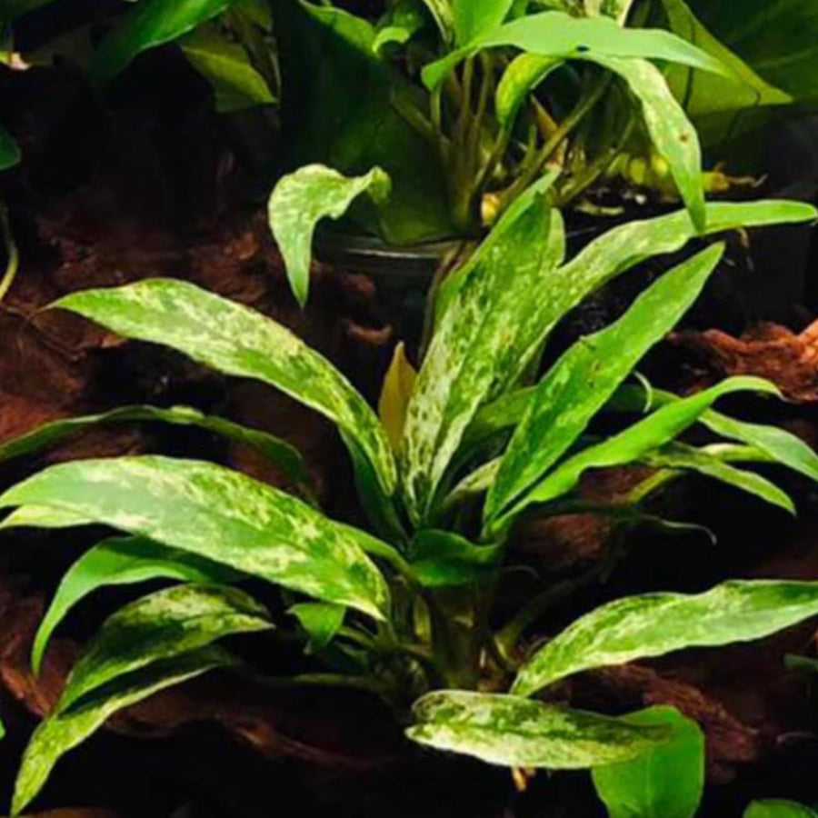 Anubias 'Dragon Claw Mini'