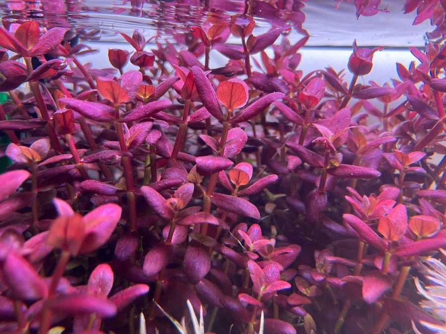 Buy Vibrant Bacopa Salzmanii Purple