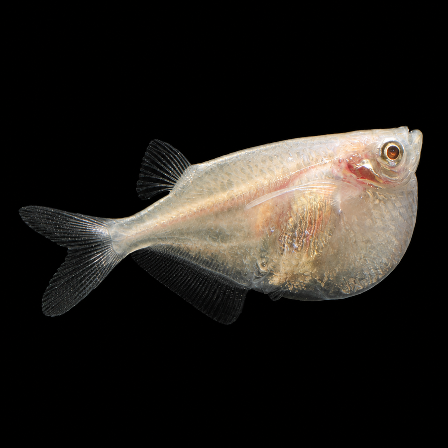 Albino Hatchetfish