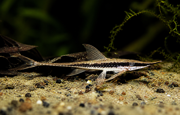 Longnose Whiptail Catfish