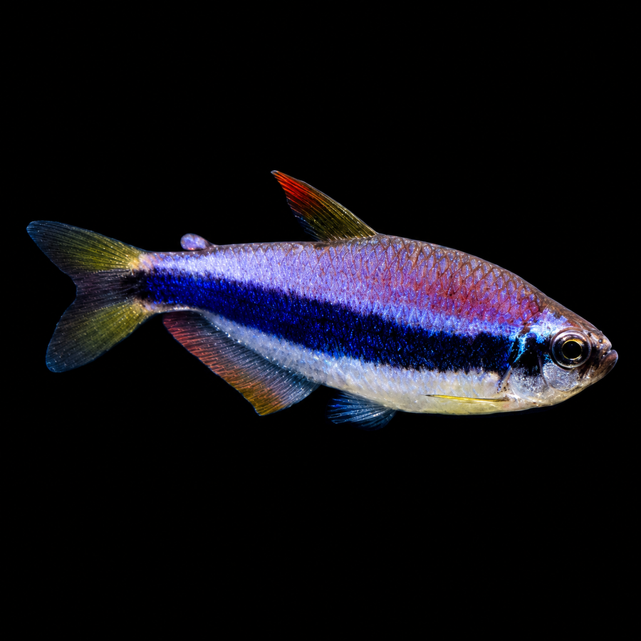 Royal Tetra (Inpaichthys kerri)