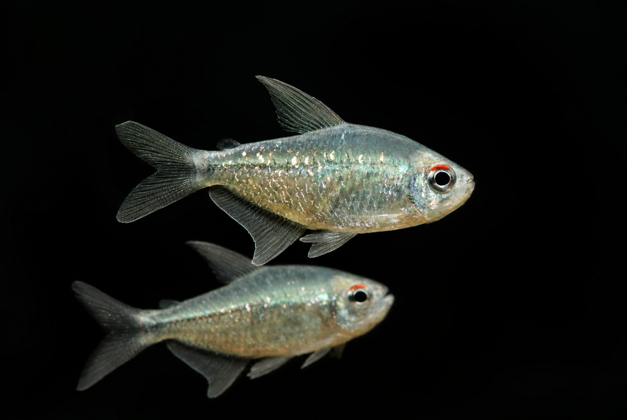 Diamond Tetra