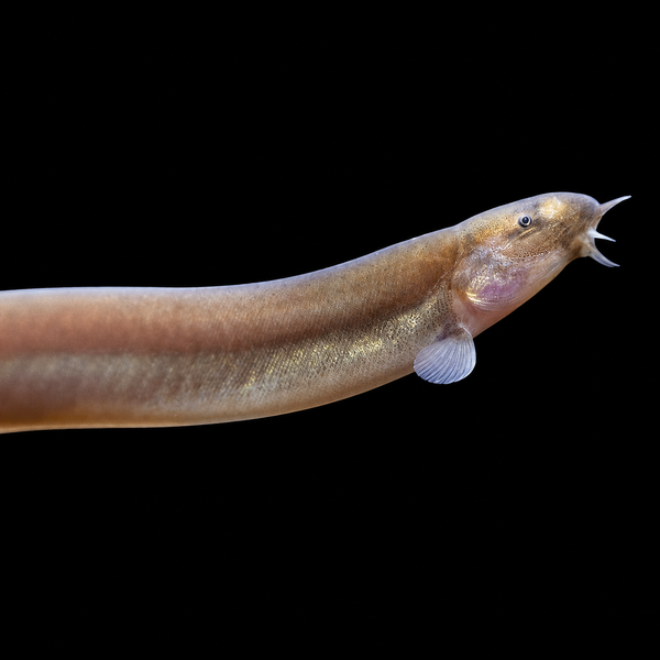 Black Kuhli Loach (Pangio oblonga)