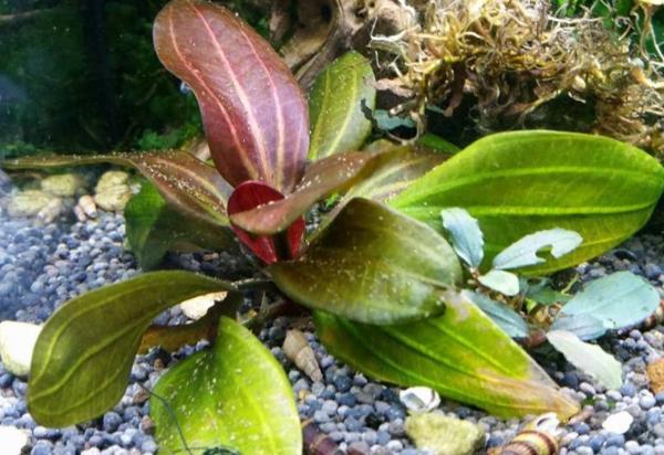 Echinodorus Amazon 'Red Pearl' EMERSED