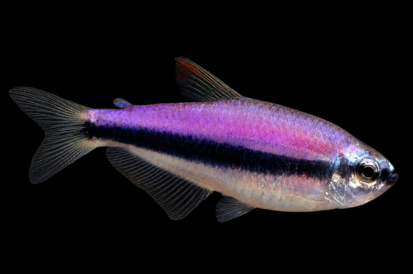 Kerri Tetra
