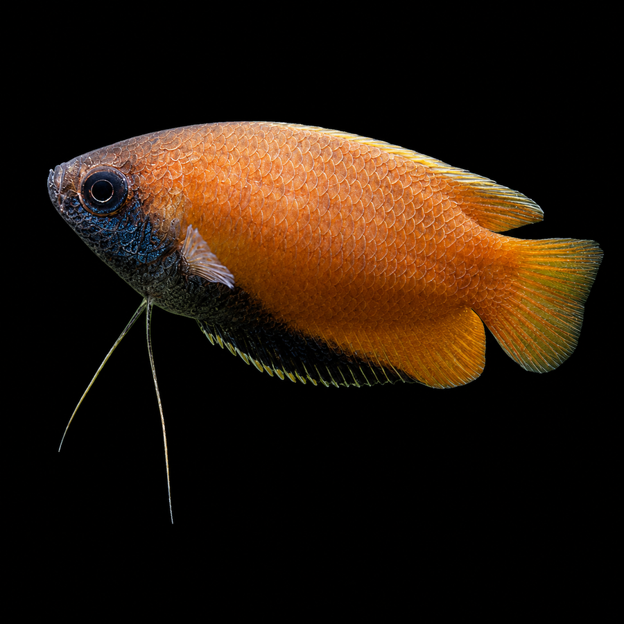 Honey Dwarf Gourami
