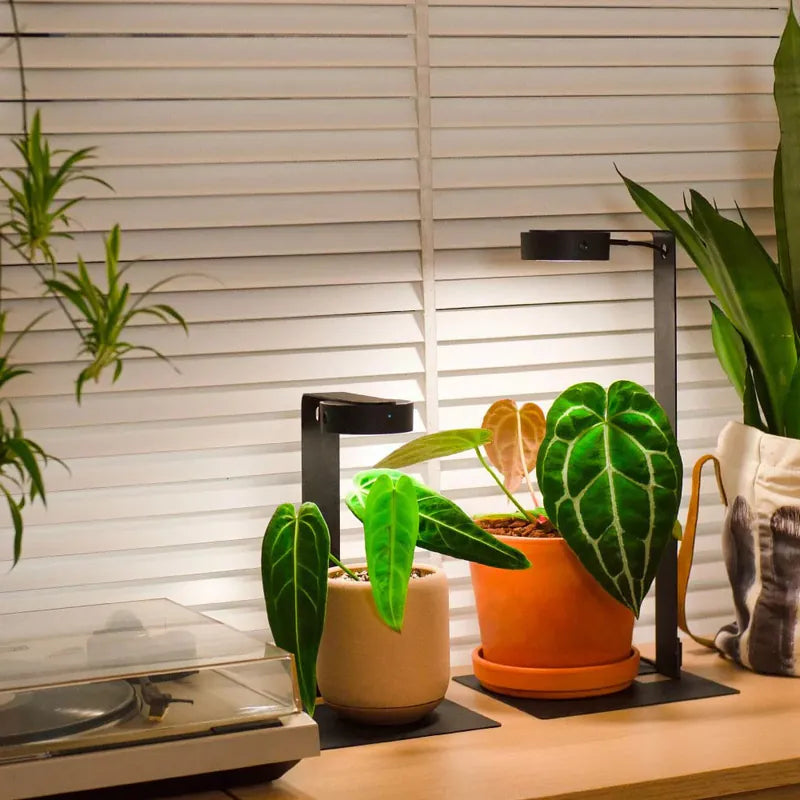 ONF MIST O+ Smart LED Magnetic Plant Light, lighting potted plants on a table in a room setting