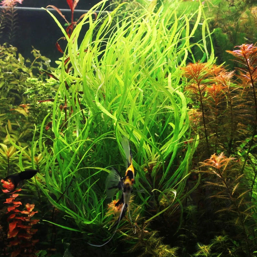 Hygrophila Augustifolia 'Willow leaf'