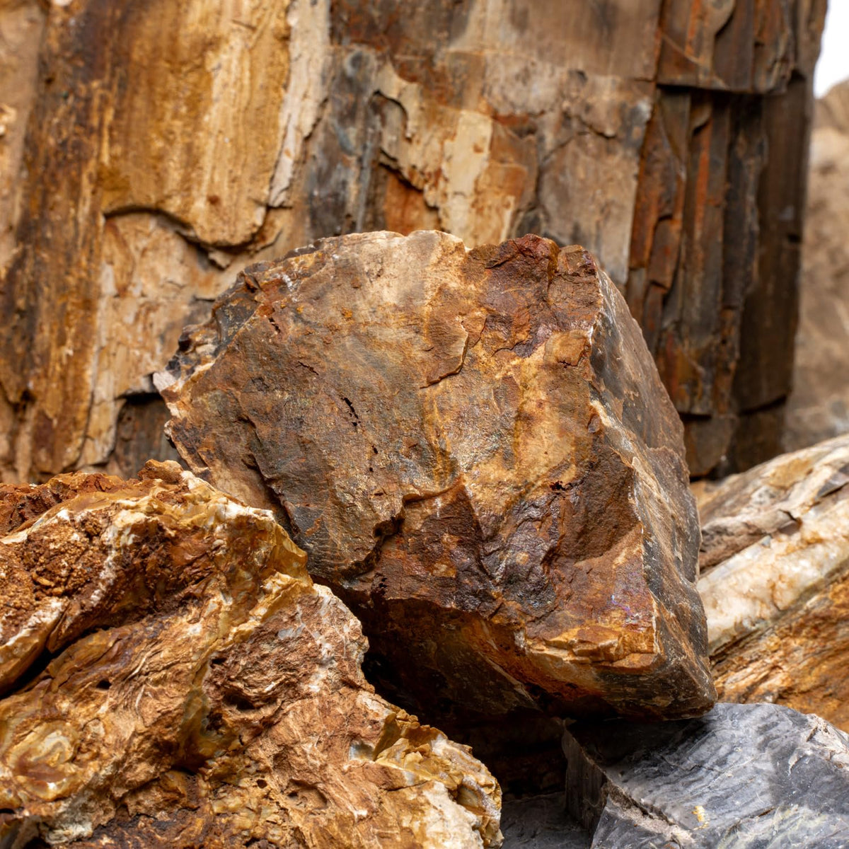 Petrified Wood (Fossil Wood), view 3