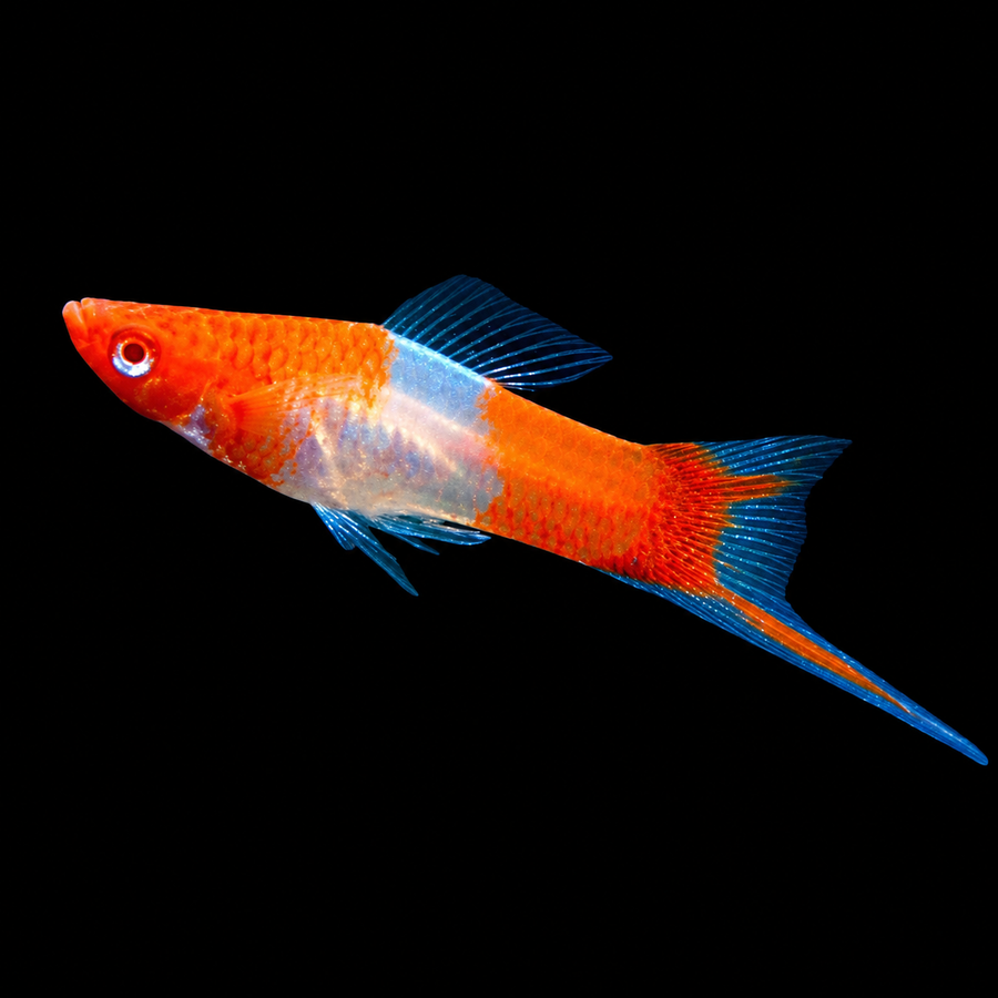 Santa Klaus Swordtail