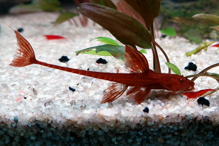 Red Lizard Whipatail Catfish