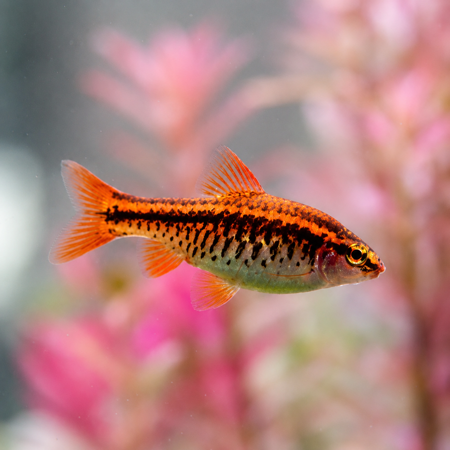 Orange and black striped fish swimming in an aquarium with pink plants.