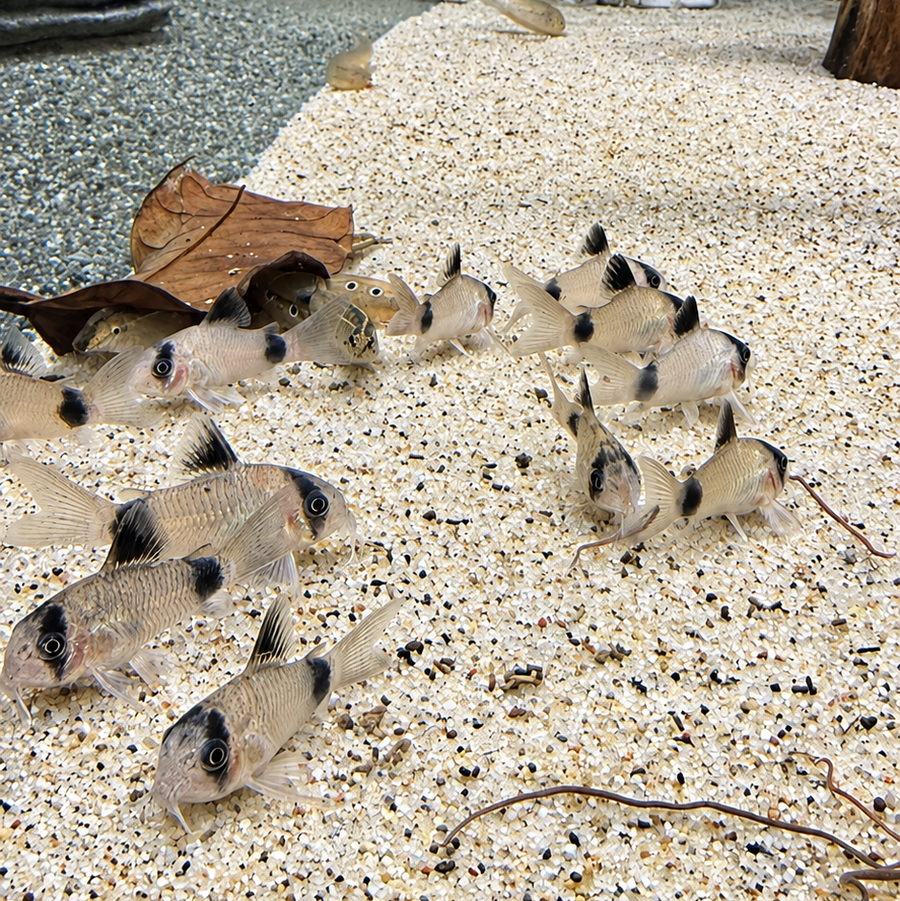 Panda Corydoras