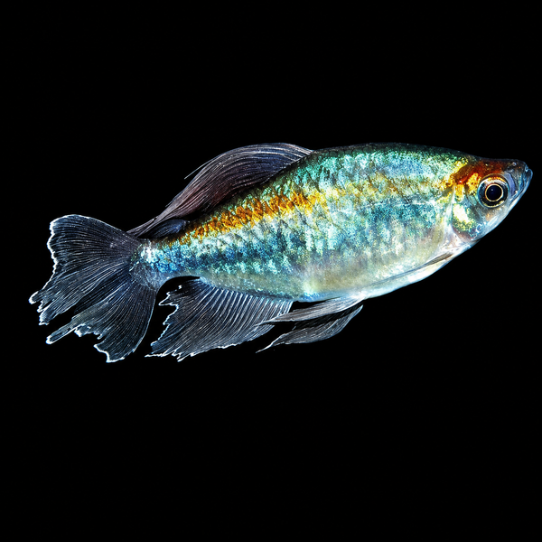 Congo Tetra