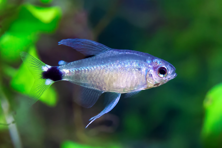 Reed Tetra