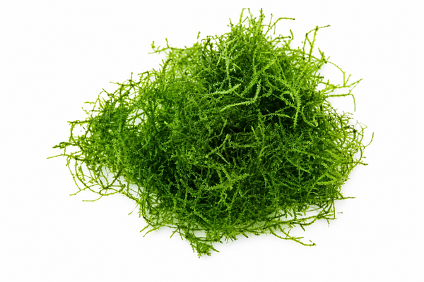 Java Moss