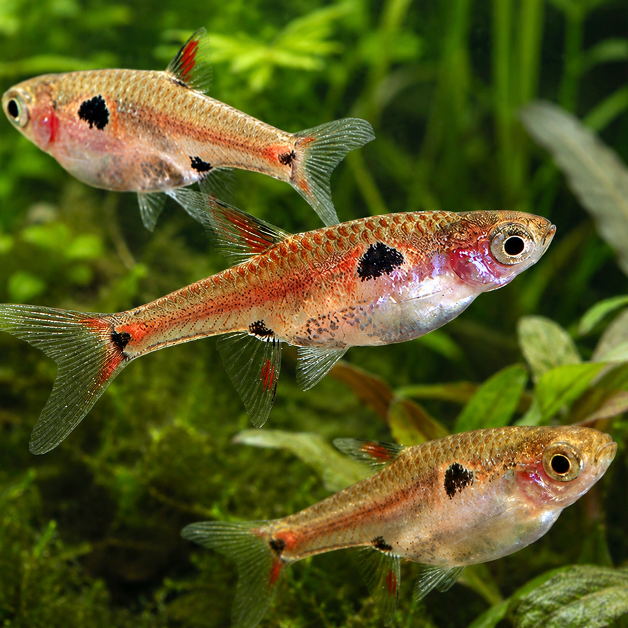 Maculata Rasbora