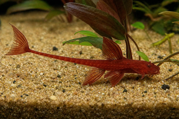 Red Lizard Whipatail Catfish (Local Delivery Only - WA/ Pickup)